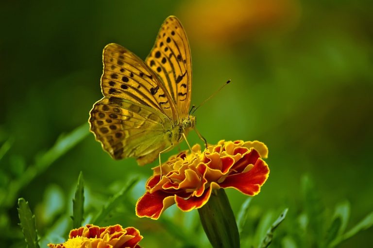 butterfly, nature, flower-1829404.jpg
